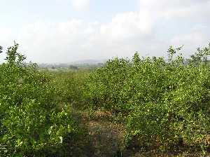 Huerto de limoneros