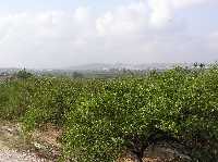 Panormica de la huerta de Torre del Junco [Torre del Junco]