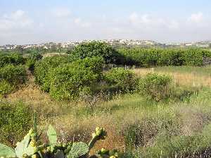 Huertas de Torre del Junco y La Algaida