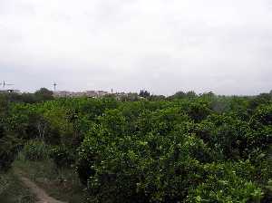 Huertos y Rincn de Beniscornia 