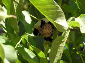 Nueces 