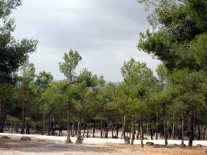 Pinada en La Encarnacin [Pinilla]