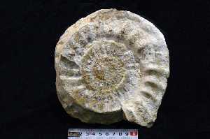 Amonites-Hoya de la Muela-