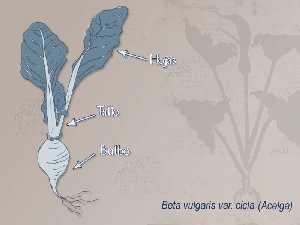 Ilustracin descriptiva de la planta [Acelgas]