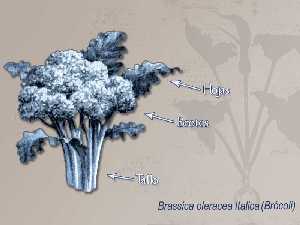 Ilustracin descriptiva de la planta [Brcoli]