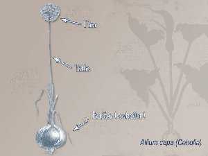 Ilustracin descriptiva de la planta [Cebolla]