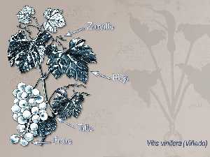 Ilustracin descriptiva de la planta [Uva]