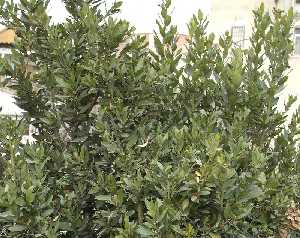 rbol del laurel [Laurel]