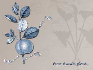 Ilustracin descriptiva de la planta [Ciruela]