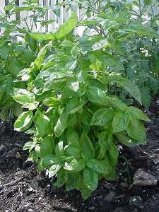 Planta de albahaca [Albahaca]