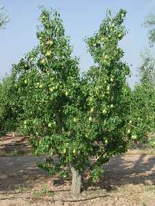 Peral jumillano de pera Ercolini [Pera de Jumilla]