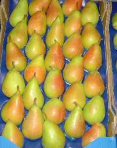 Pera de Jumilla preparada para su comercializacin y consumo 