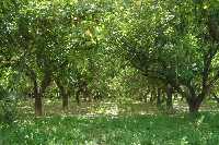 Huerta de Murcia