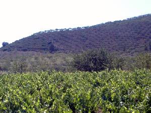 Vides y Almendros 