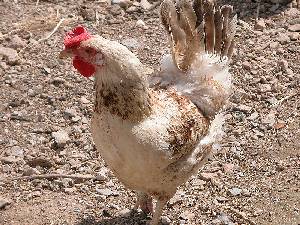 Gallina de raza murciana [Pollo]