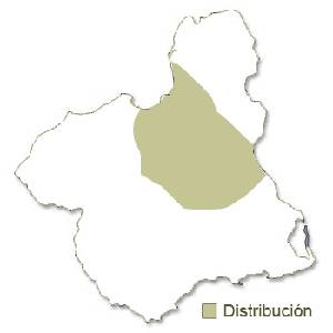 Murcilago Ratonero Mediano